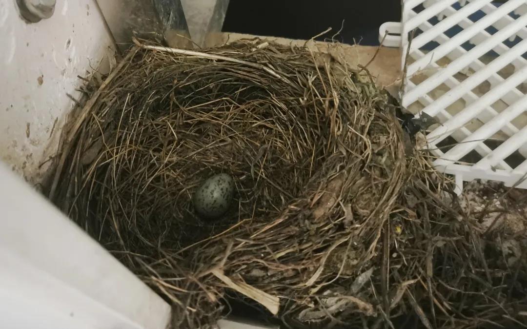 阳台上有一个大塑料袋,中午有太阳的时候,八哥会把袋子移到窝前挡太阳